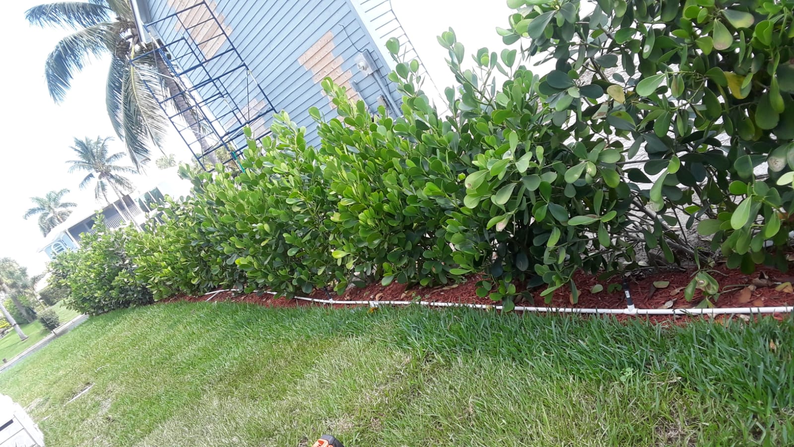 PASCUAL LANDSCAPE Image